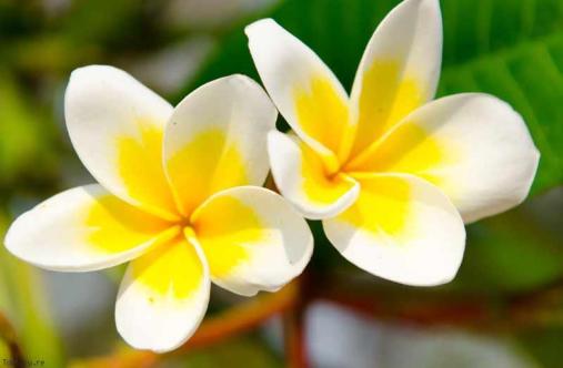 fleur-de-tiare-bienfait-monoi-thaiti